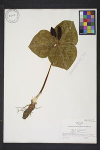 Trillium cuneatum image