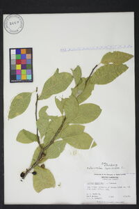 Sideroxylon lycioides image