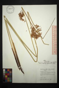 Juncus effusus var. solutus image