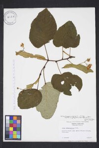 Tilia americana var. heterophylla image