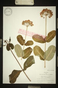 Asclepias amplexicaulis image