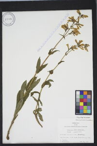 Penstemon laevigatus image
