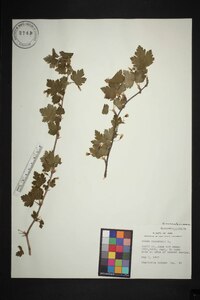 Ribes cynosbati image