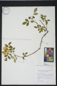 Rosa carolina subsp. carolina image