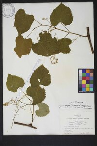 Vitis cinerea image