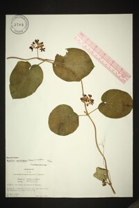 Matelea carolinensis image