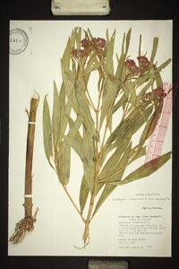 Asclepias incarnata var. incarnata image