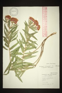 Asclepias tuberosa subsp. interior image