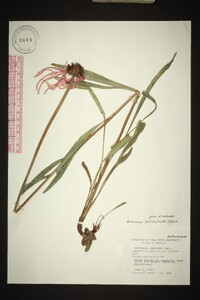 Echinacea pallida image