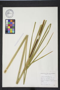 Typha angustifolia image