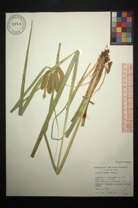 Carex comosa image