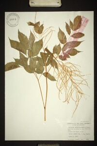 Aruncus dioicus image