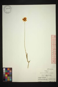 Coreopsis lanceolata image