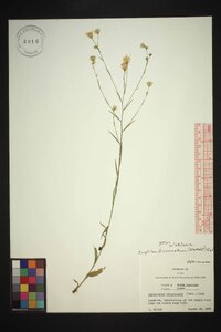 Croptilon divaricatum image