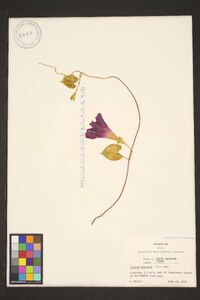 Ipomoea purpurea image