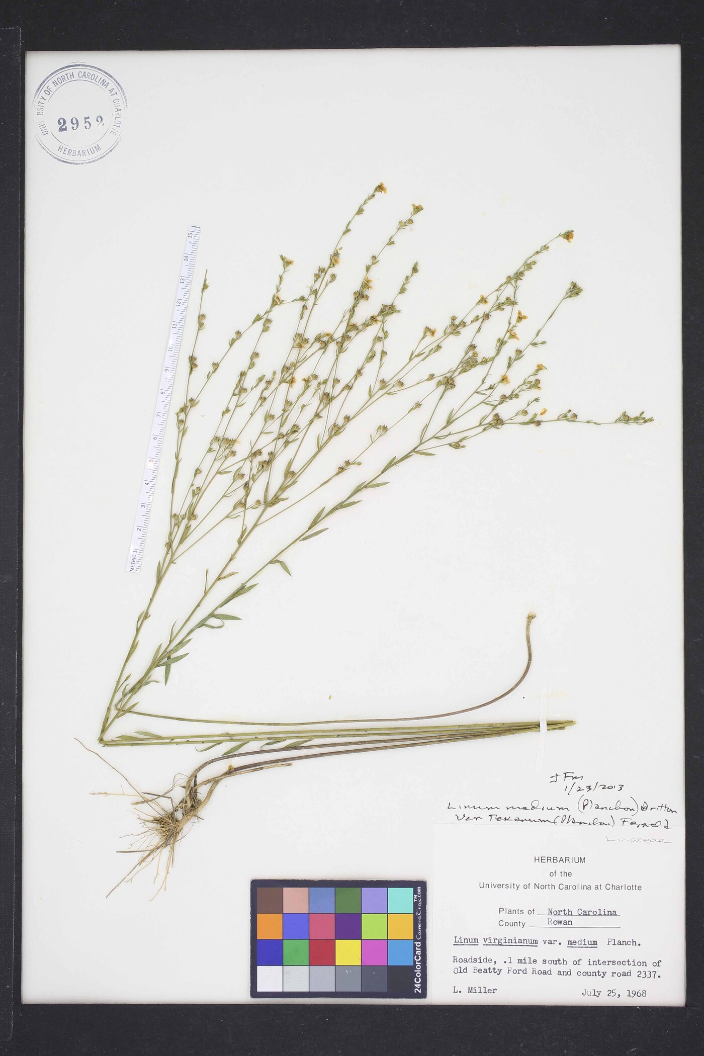 Linum virginianum var. texanum image