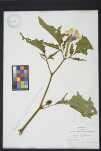 Datura stramonium image