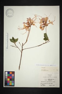 Rhododendron periclymenoides image