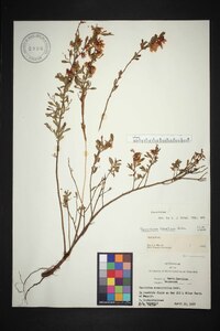 Vaccinium tenellum image