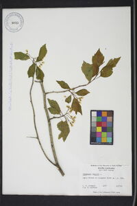 Crataegus viridis image