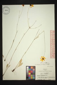 Coreopsis linifolia image