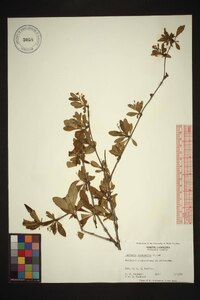 Berberis canadensis image