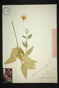 Heliopsis gracilis image