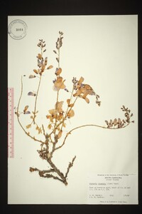 Wisteria sinensis image