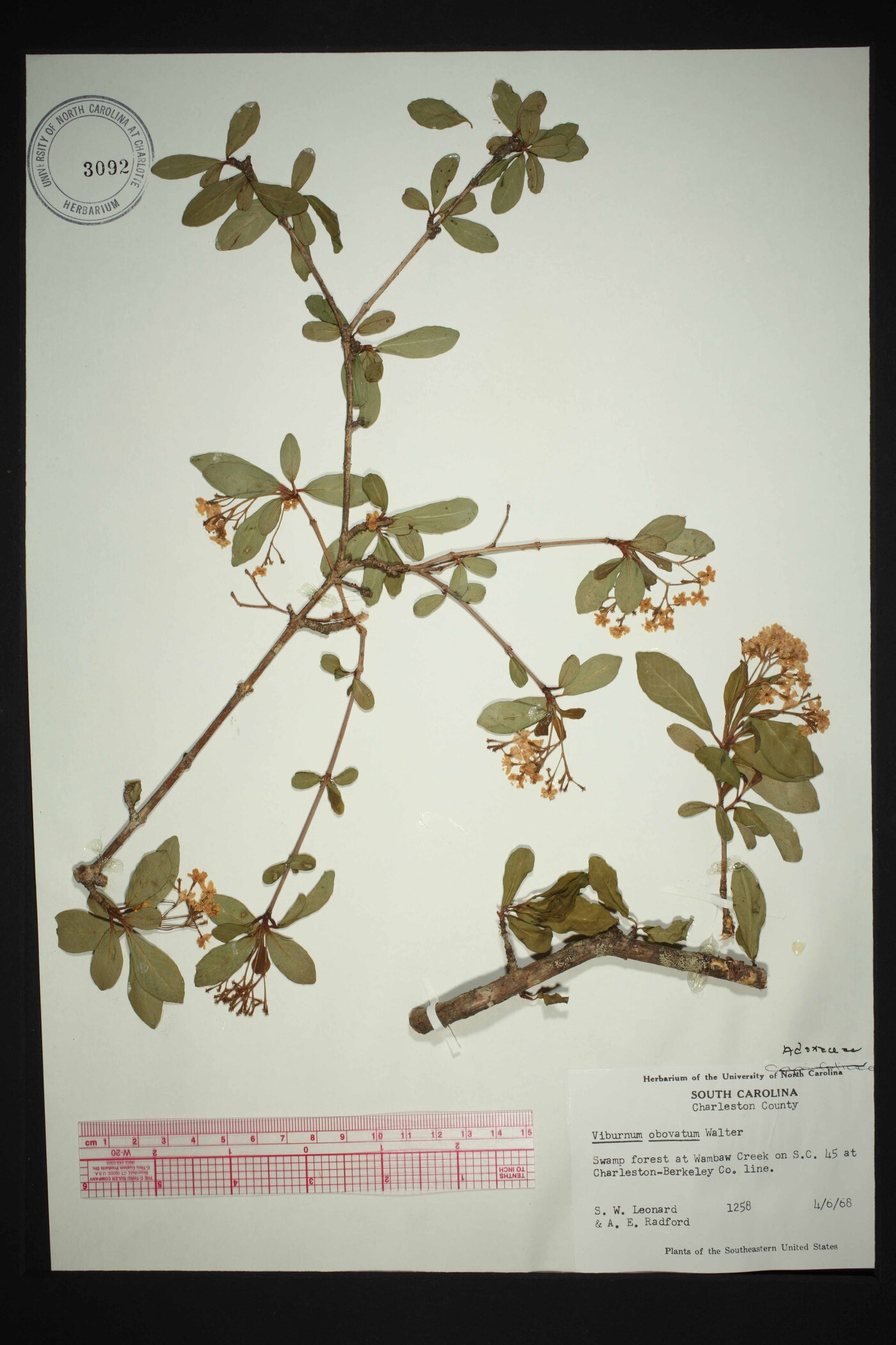 Viburnum obovatum image