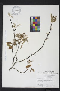 Amelanchier obovalis image