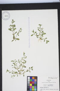 Gratiola viscosa image