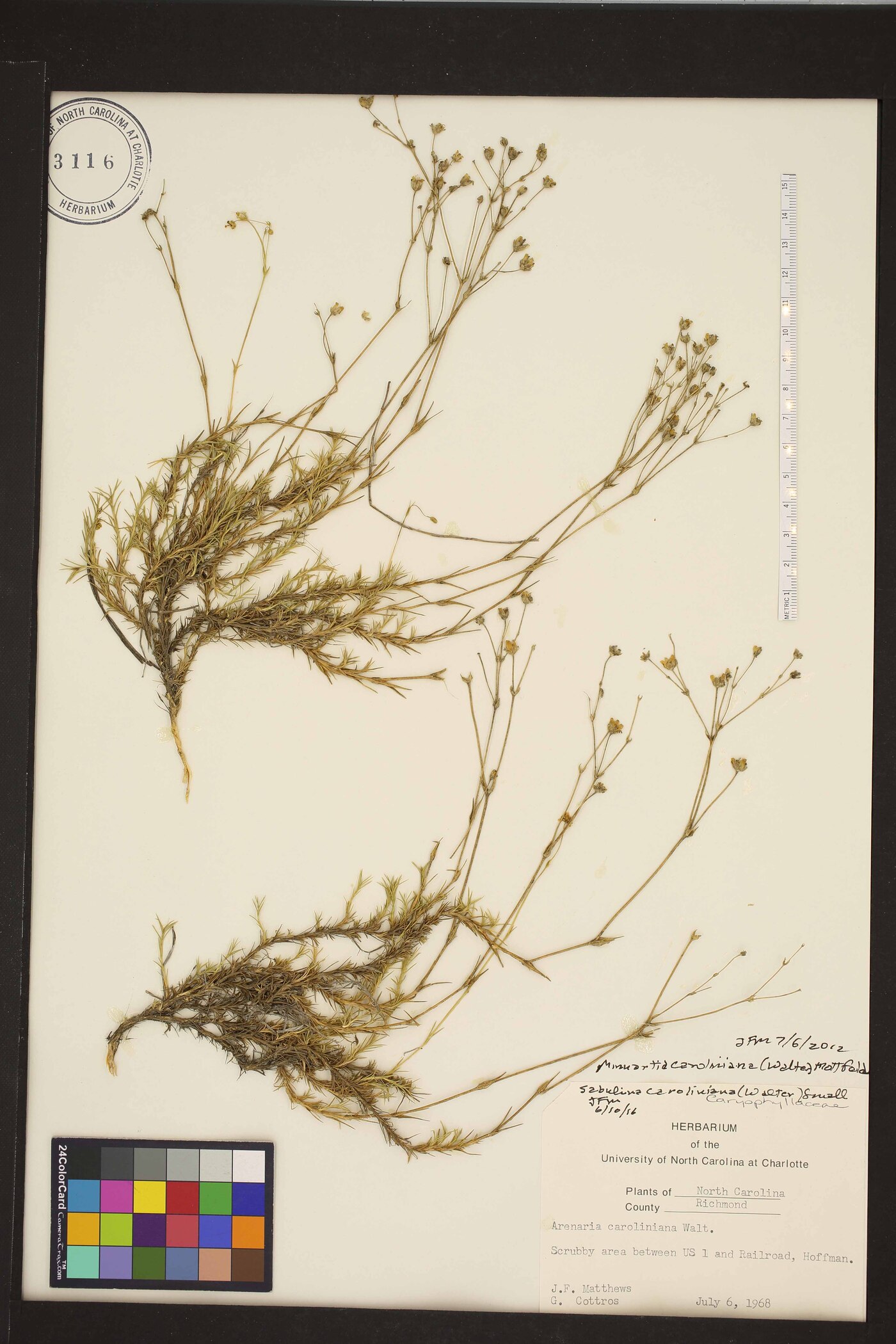 Geocarpon carolinianum image