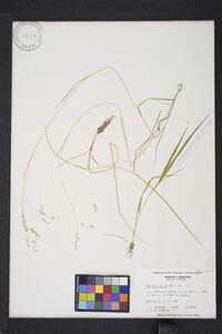 Poa autumnalis image