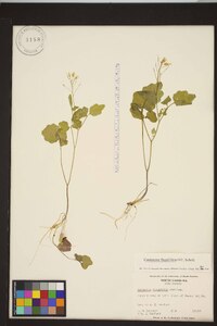 Cardamine flagellifera image