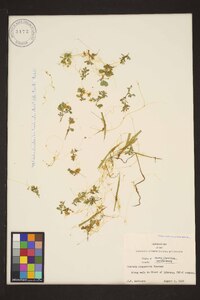 Cuscuta campestris image