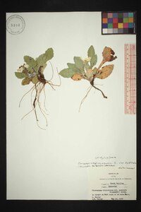 Chrysogonum repens image