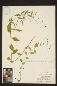 Campanula divaricata image