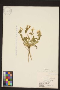 Silene caroliniana subsp. caroliniana image