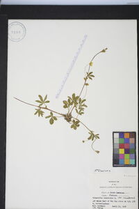 Potentilla canadensis image