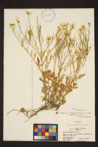 Raphanus raphanistrum subsp. raphanistrum image