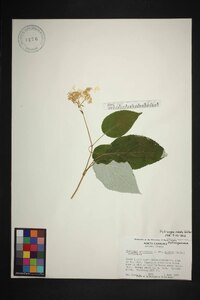 Hydrangea radiata image