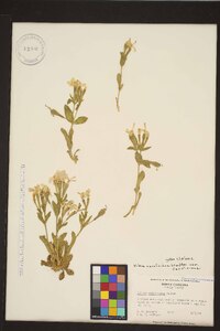 Silene caroliniana subsp. caroliniana image