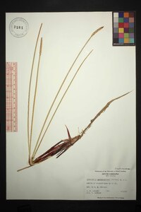 Eleocharis quadrangulata image