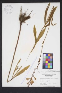 Physostegia purpurea image