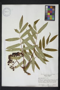 Sorbus americana image