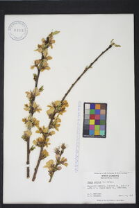 Prunus persica image