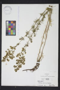 Galium cryptanthum image