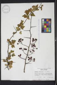 Crataegus phaenopyrum image