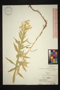 Solidago canadensis var. canadensis image