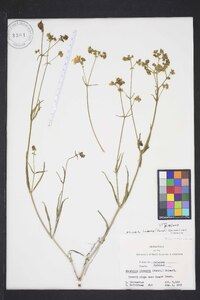 Mirabilis linearis var. linearis image